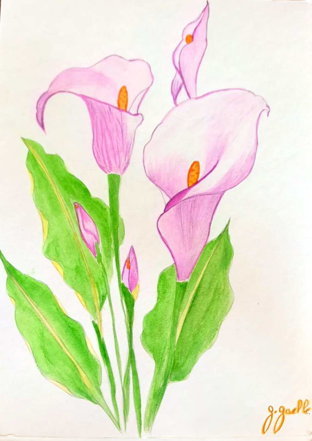 Aquarelle d’un bouquet d’arums roses aux cœurs orangés et de grandes feuilles vertes