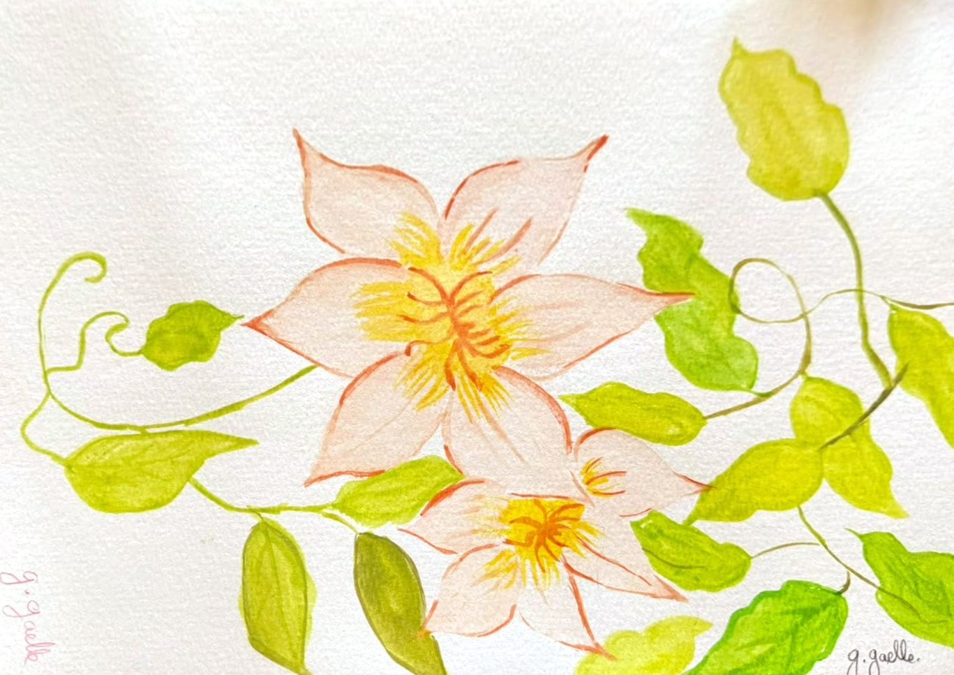 Aquarelle de deux fleurs de clématite pêche pâle au cœur jaune, sur une liane aux feuilles vert tendre et aux vrilles