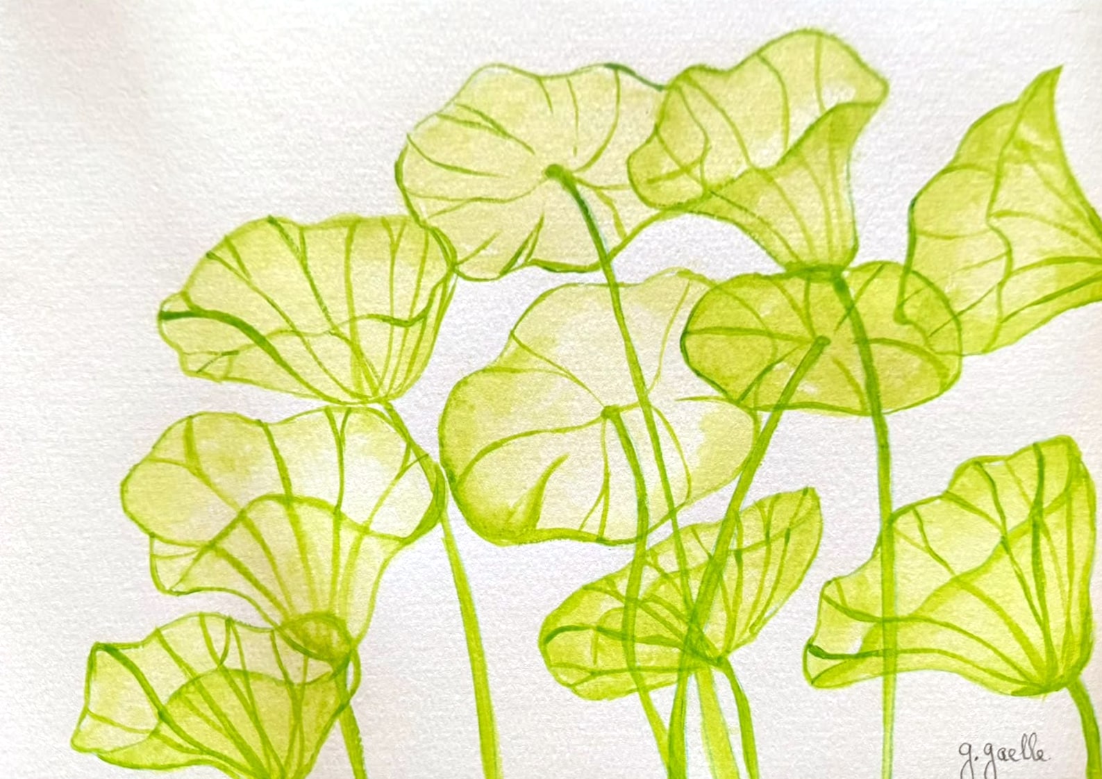 Aquarelle de feuilles de lotus vert anis translucides, aux nervures marquées, sur de longues tiges