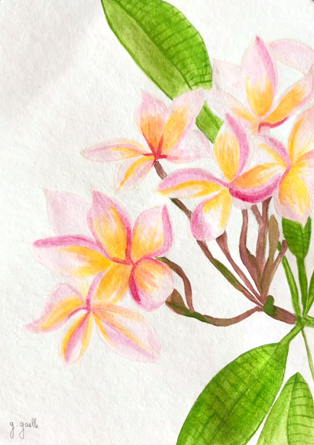 Aquarelle d’une branche de frangipanier aux fleurs rose pâle et jaune, avec de grandes feuilles vertes
