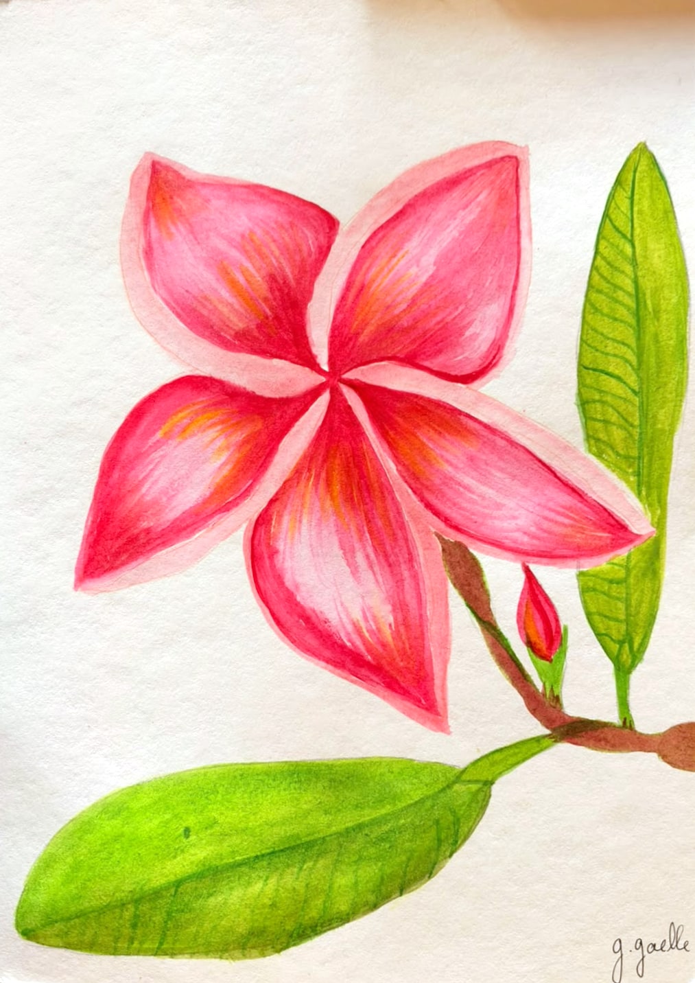 Aquarelle d’une grande fleur de frangipanier rouge corail à cinq pétales, un bouton et deux feuilles vertes