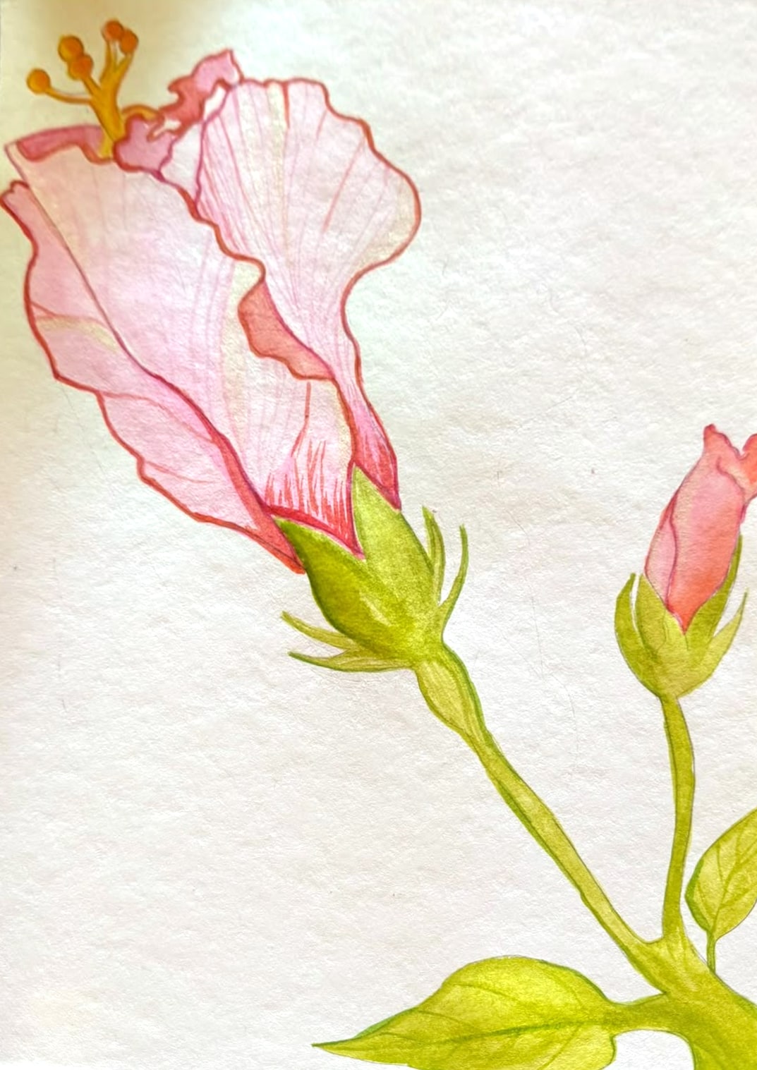 Aquarelle d’une fleur d’hibiscus rose bordée de rouge, au pistil orangé, avec un bouton et des feuilles vert tendre