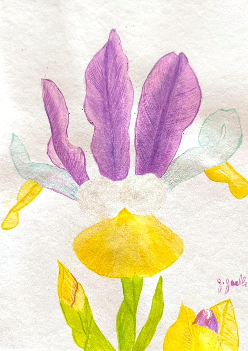 Aquarelle d’un iris de Hollande aux pétales dressés violets, aux sépales jaune d’or et aux touches bleu-vert pâle