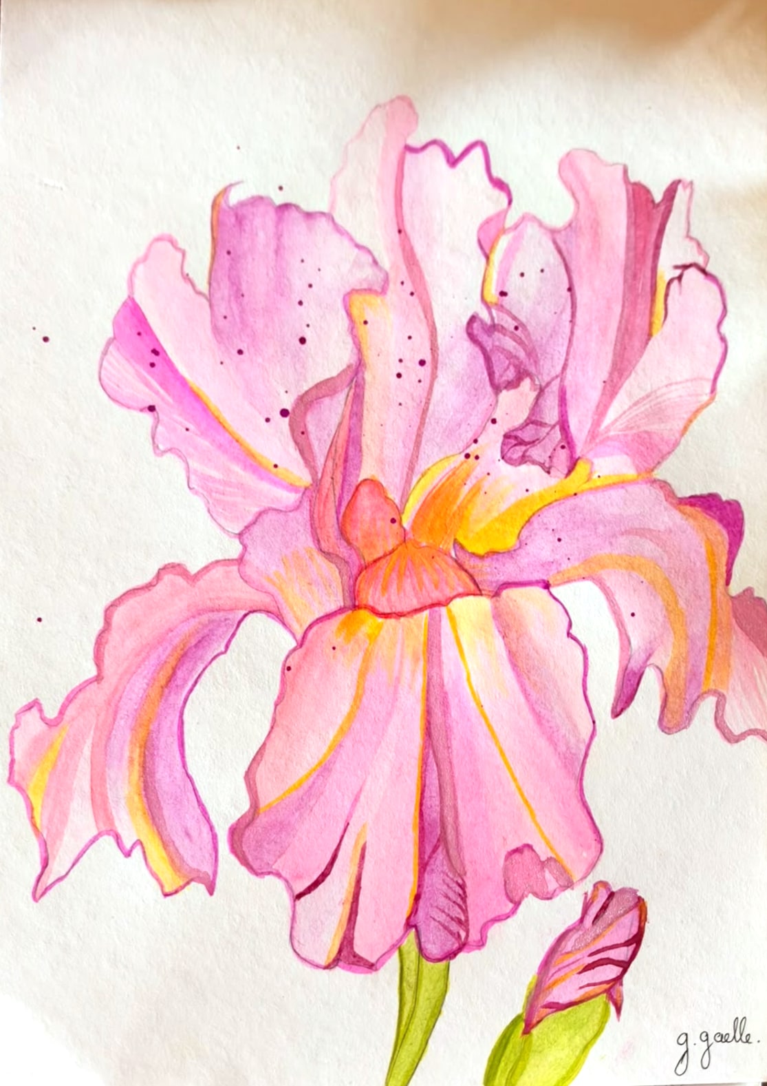 Aquarelle d’un grand iris rose et mauve aux pétales ondulés, cœur orangé, avec un bouton en bas à droite