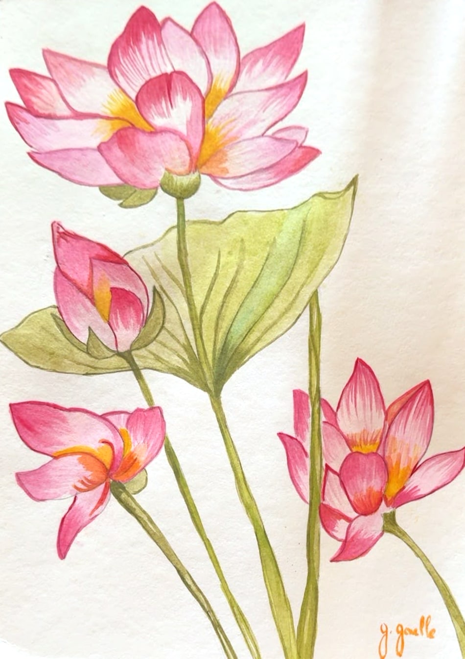 Aquarelle de quatre fleurs de lotus roses à cœur jaune, en bouton et épanouies, autour d’une grande feuille vert sauge