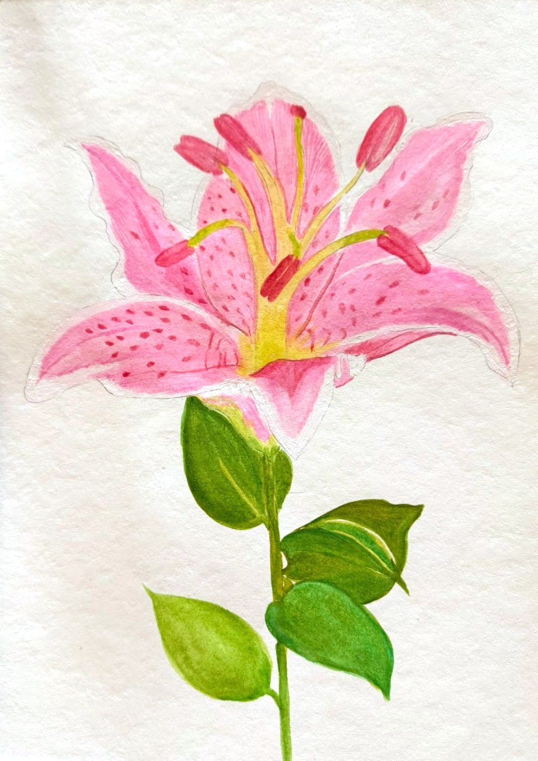 Aquarelle d’un lys rose moucheté aux longues étamines, sur une tige aux feuilles vert profond