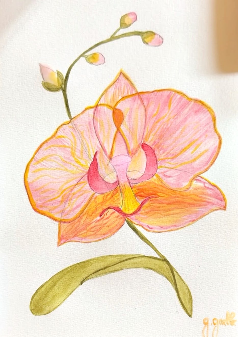 Aquarelle d’une orchidée phalaenopsis rose pêche veinée d’orange, avec une tige de boutons et une feuille vert olive