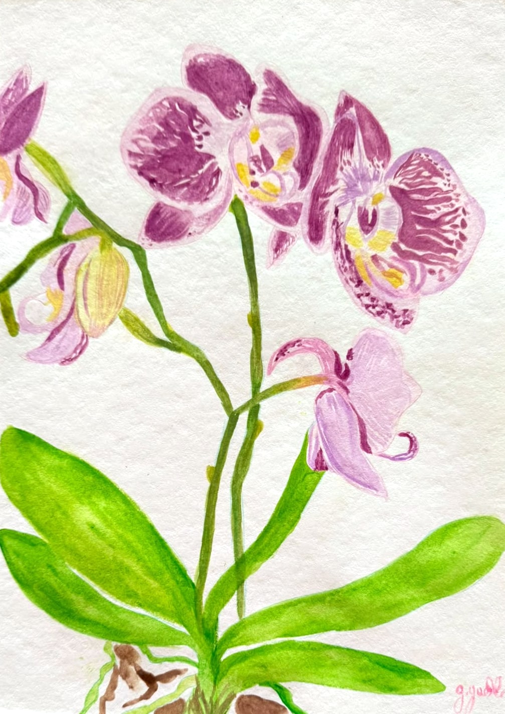 Aquarelle d’une orchidée phalaenopsis aux fleurs mauves tachetées de pourpre, longues feuilles vertes et racines