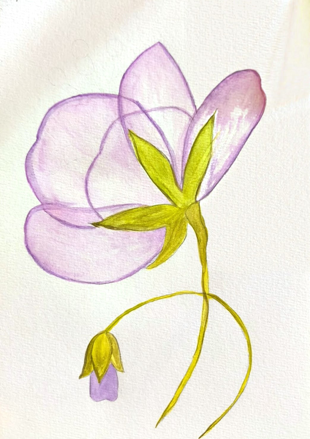Aquarelle d’une fleur mauve aux pétales transparents qui se chevauchent, calice vert olive et bouton suspendu