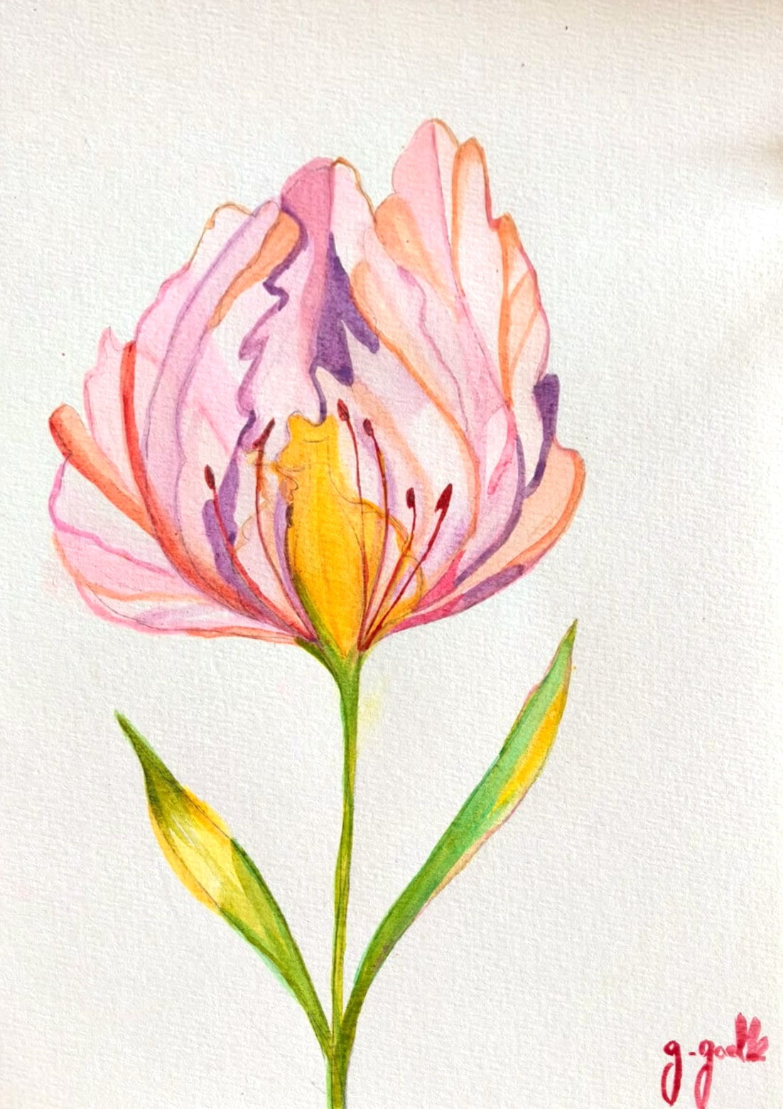 Aquarelle d’une tulipe perroquet rose, orangée et mauve aux pétales transparents, cœur jaune et étamines rouges